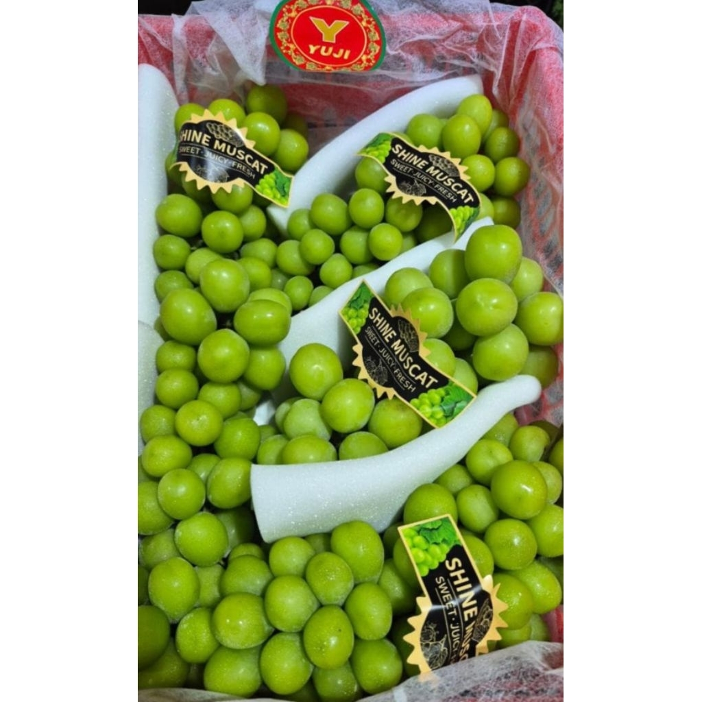 

anggur hijau muscat tanpa biji