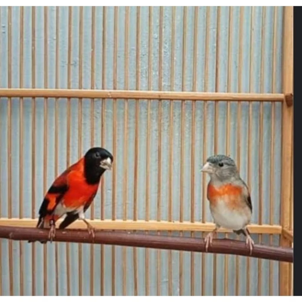 Burung red siskin klasik sepasang siap produksi pilihan