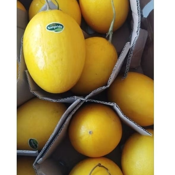 

Melon golden berat 1-1,2kg