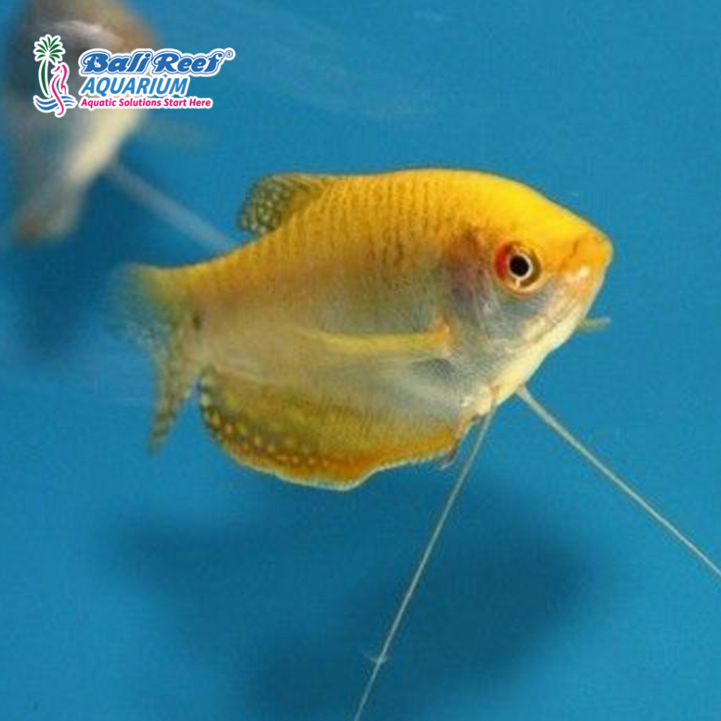 Hiasan Aquarium Ikan Air Tawar Ikan Tawar Sepat Ikan Gurami Hias