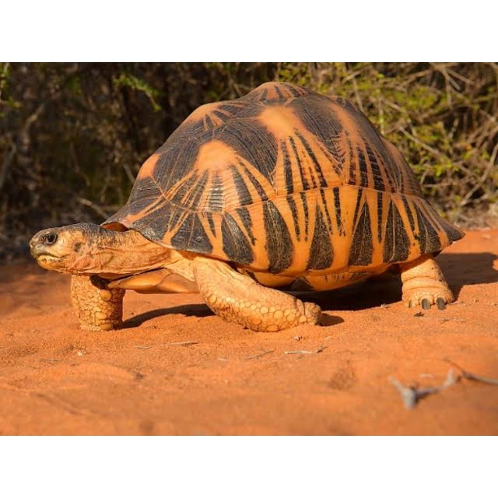 

telur Kurakura darat Radiata siap untuk tetas