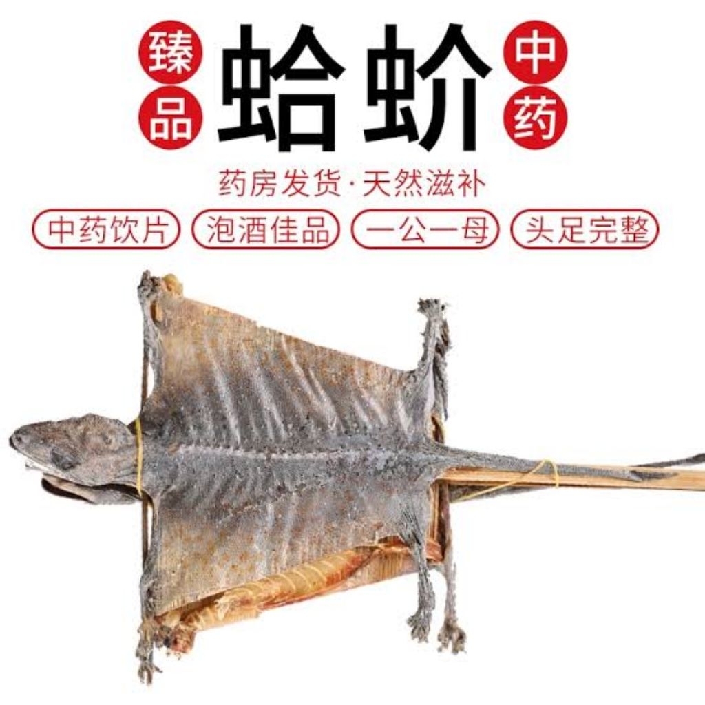 Sepasang 蛤蚧 Ge Jie Premium Gekkonidae / Tokay Gecko / Giant Geck / Gekko Gecko