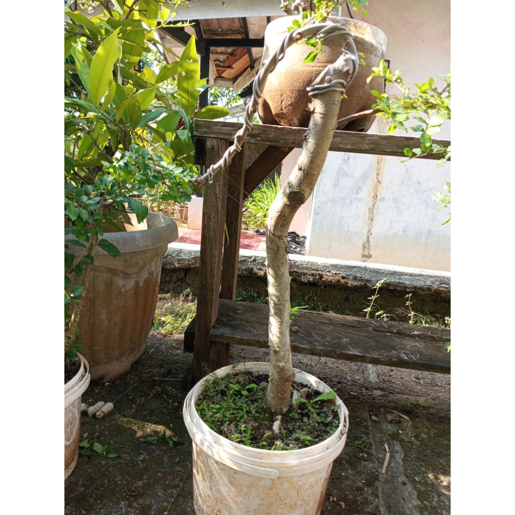 BONSAI SERUT KARAKTER BUNJIN SIZE SMALL KEREN MURAH