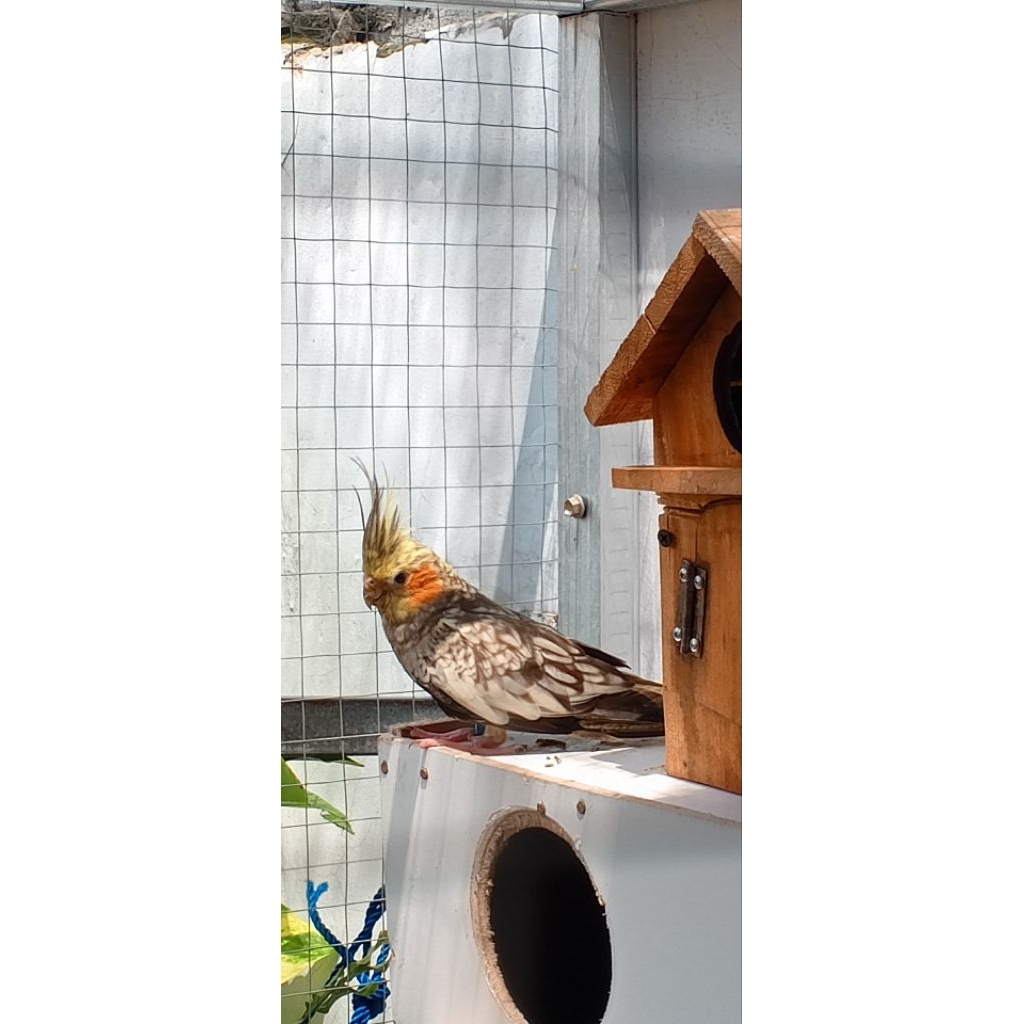 falk pearl betina dewasa