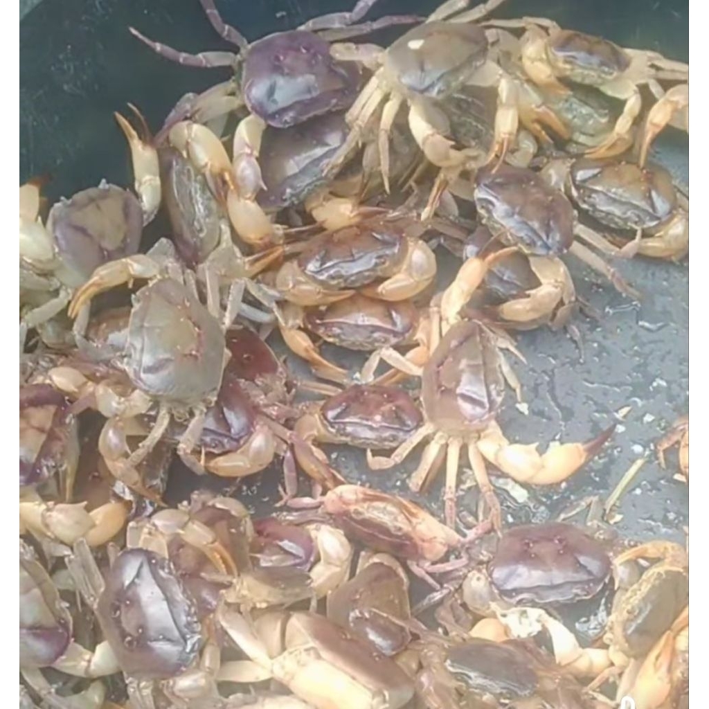 

kepit1ng sawah (Isi 10)