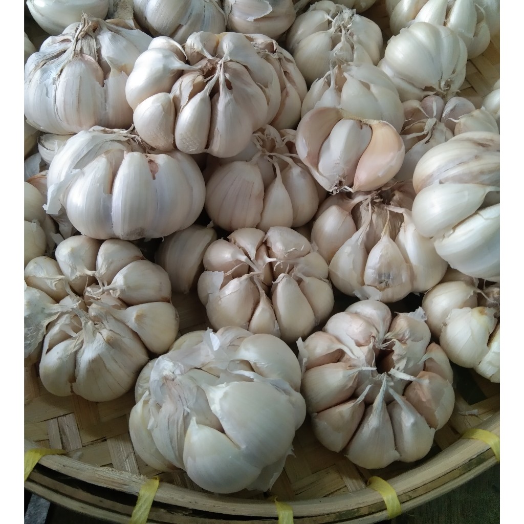 

Bawang Putih Sinco Bersih Kulit luar tahan lama