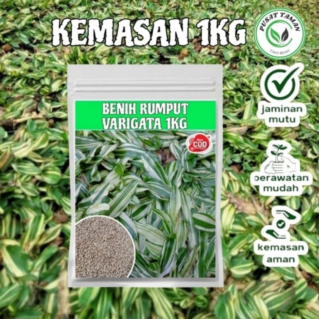 Benih Biji Rumput Gajah Mini Varigata Kemasan 1kg Bibit Rumput Gajah Mini Varigata