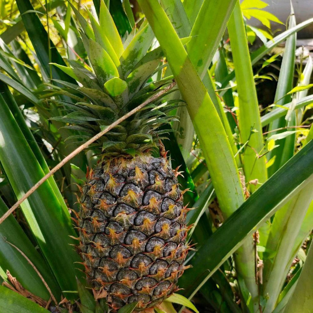 

Buah nanas muda 1 butir