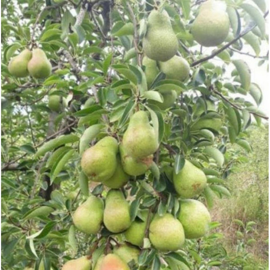 

bibit buah pear hijau cangkok super