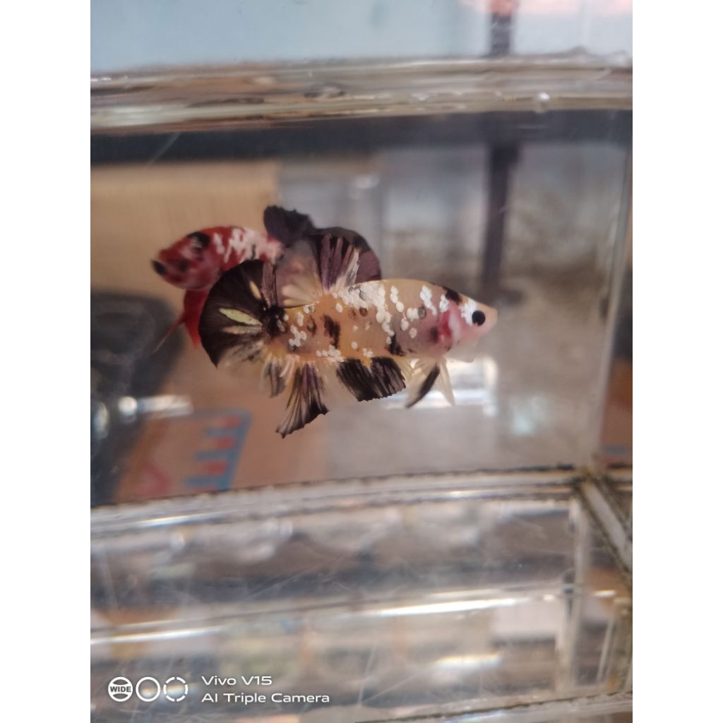 pk yellow koi copper