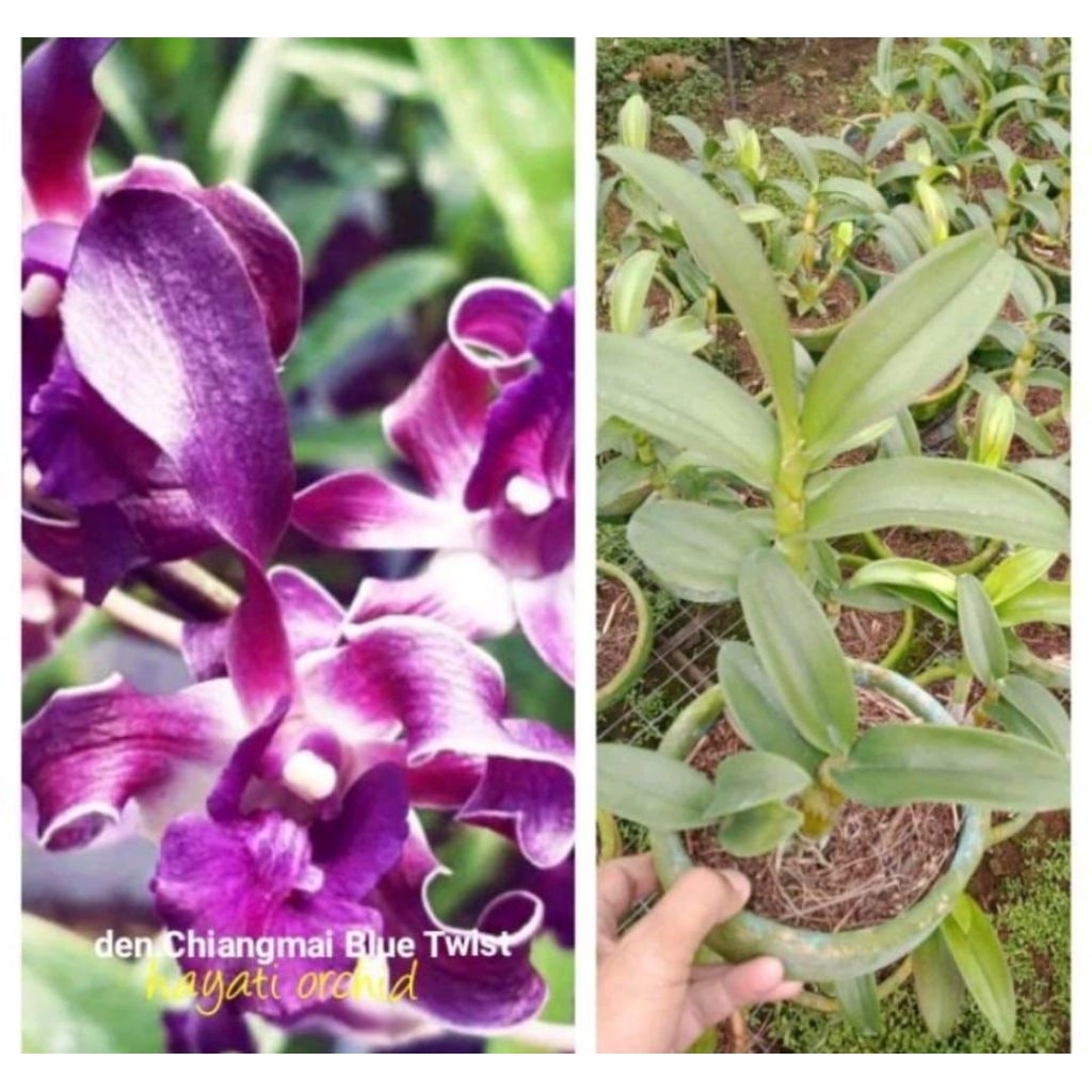 Tanaman hias anggrek dendrobium blue twist Dewasa