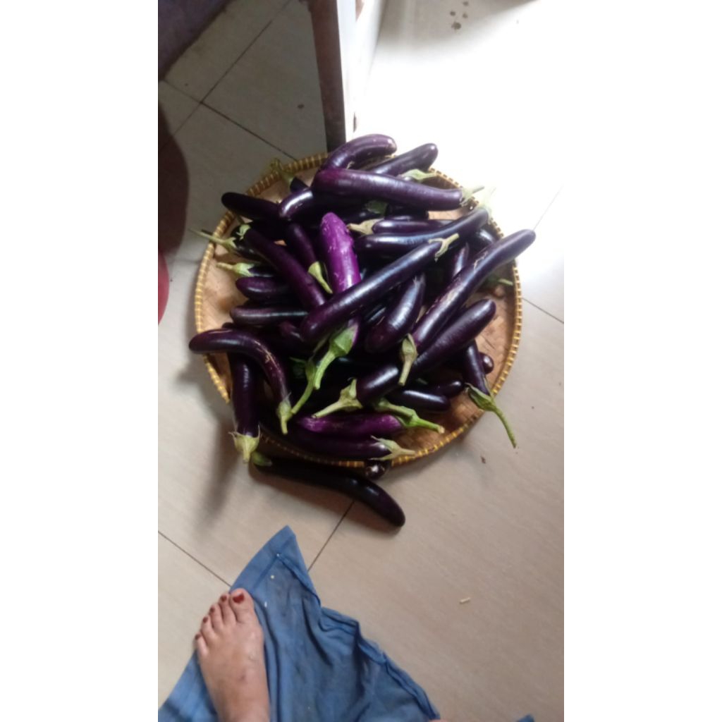 

terong ungu dan terong putih