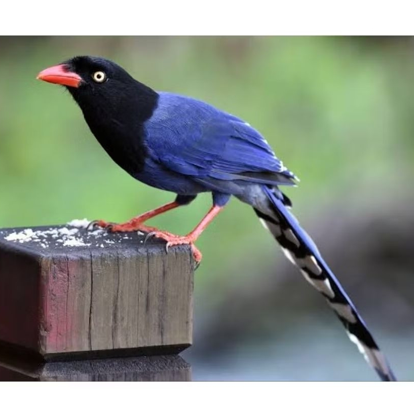 

telur fertil burung import Blue Magpie Taiwan jaminan menetas