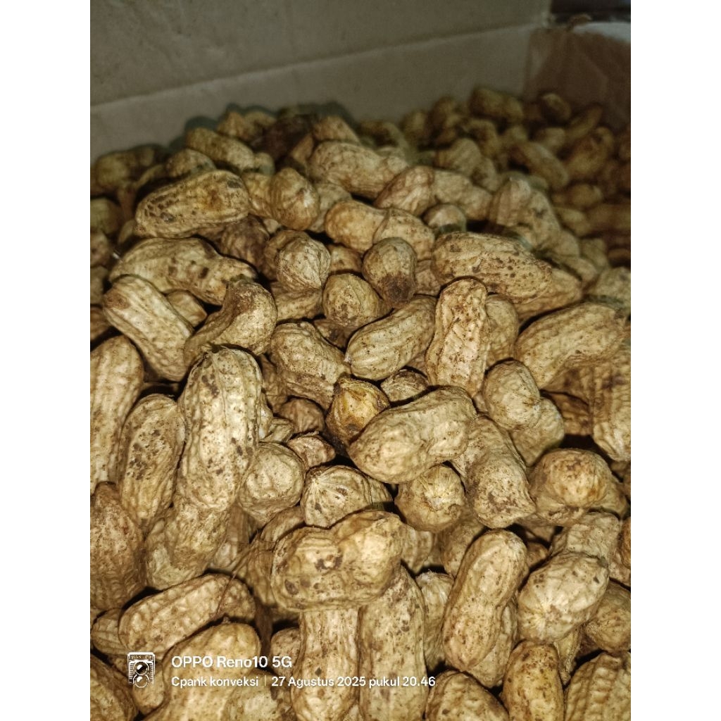 

KACANG TANAH FREES BARU PETIK 1kg