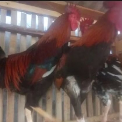 

Ayam jago Besar 1 ekor potong dadakan