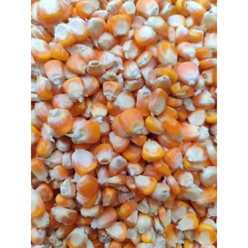 

Jagung kering 1kg