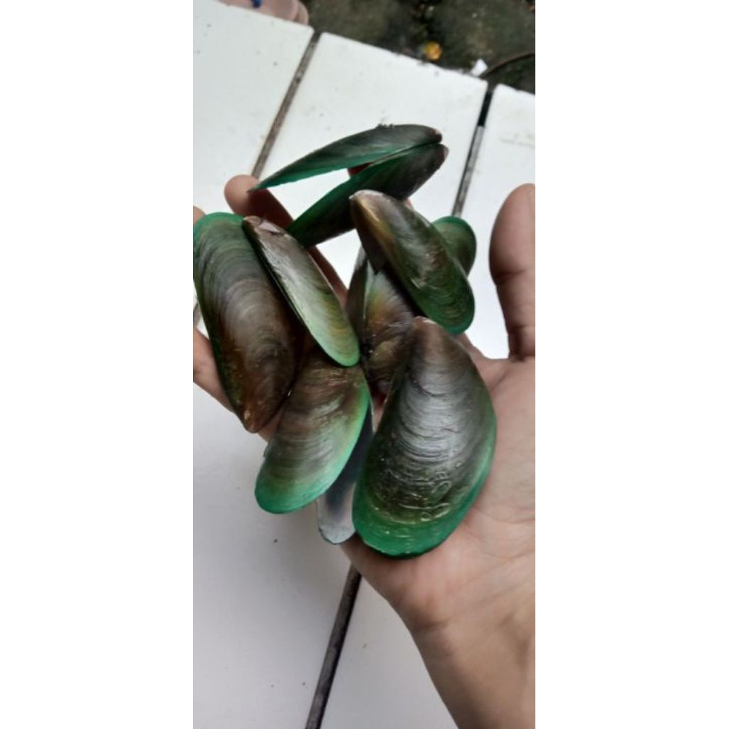 

kulit/cangkang kerang hijau 1kg