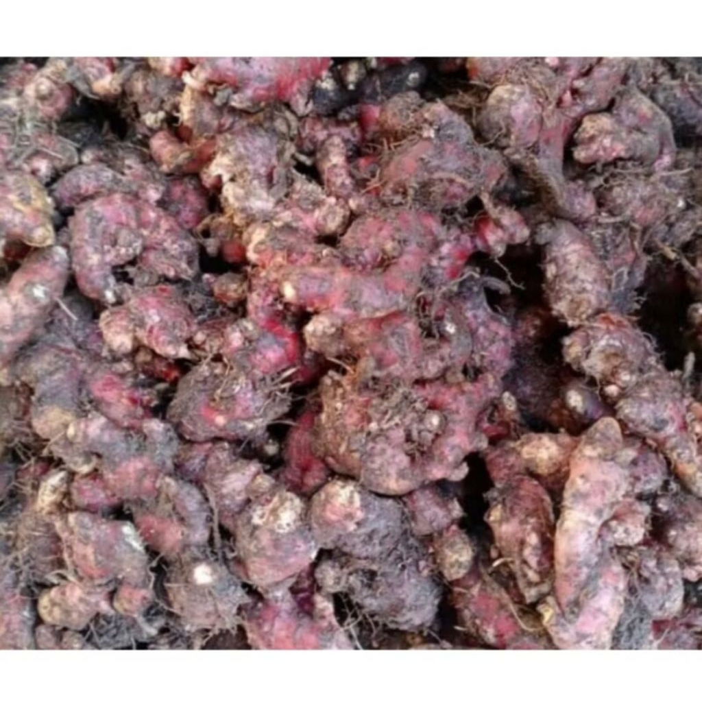 

Jahe gajah putih & Jahe merah