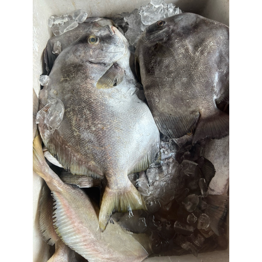 

IKAN LAUT BAWAL JAWA 1 KG