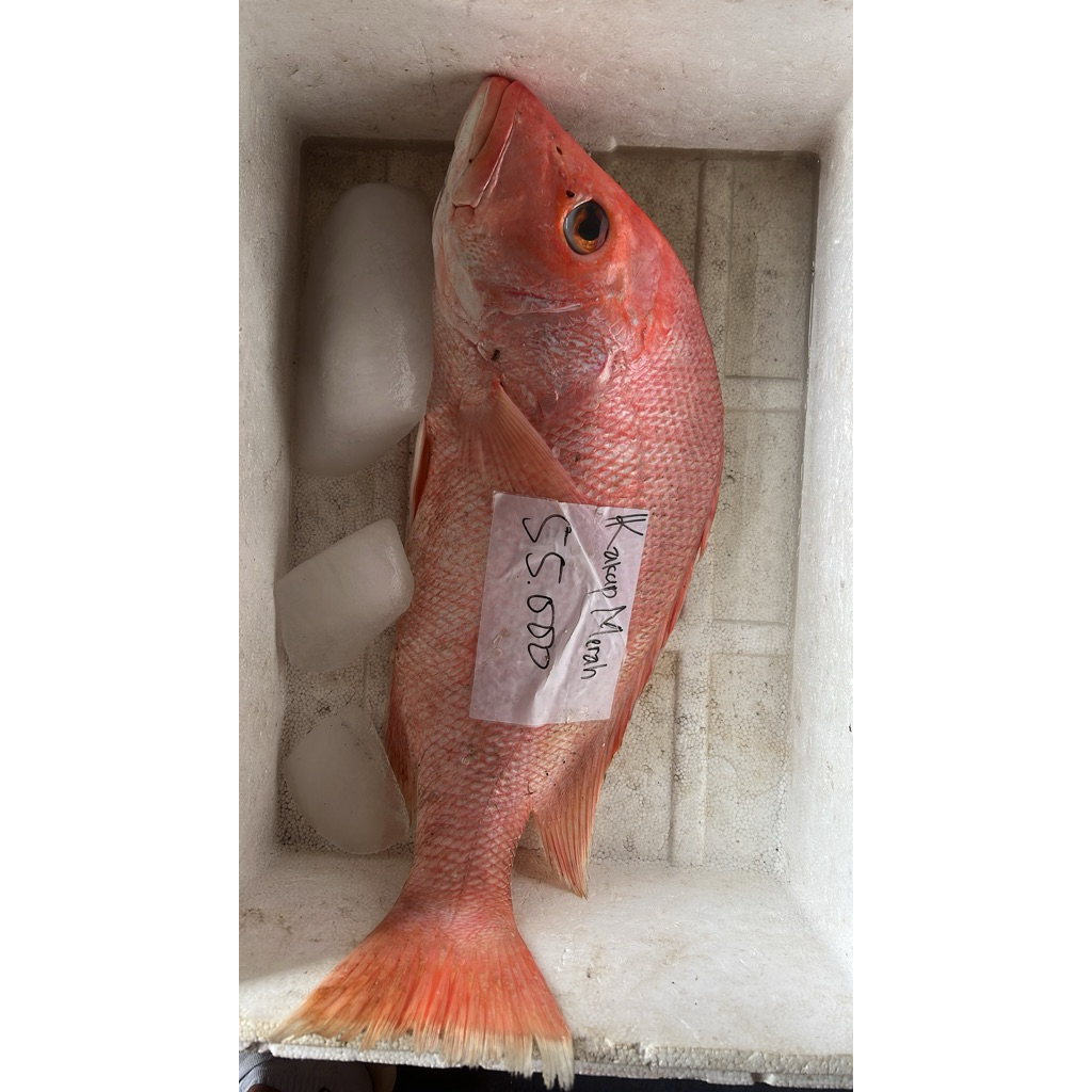 

Ika Kakap Merah Jumbo bobot 3 kg Fresh / Frozen
