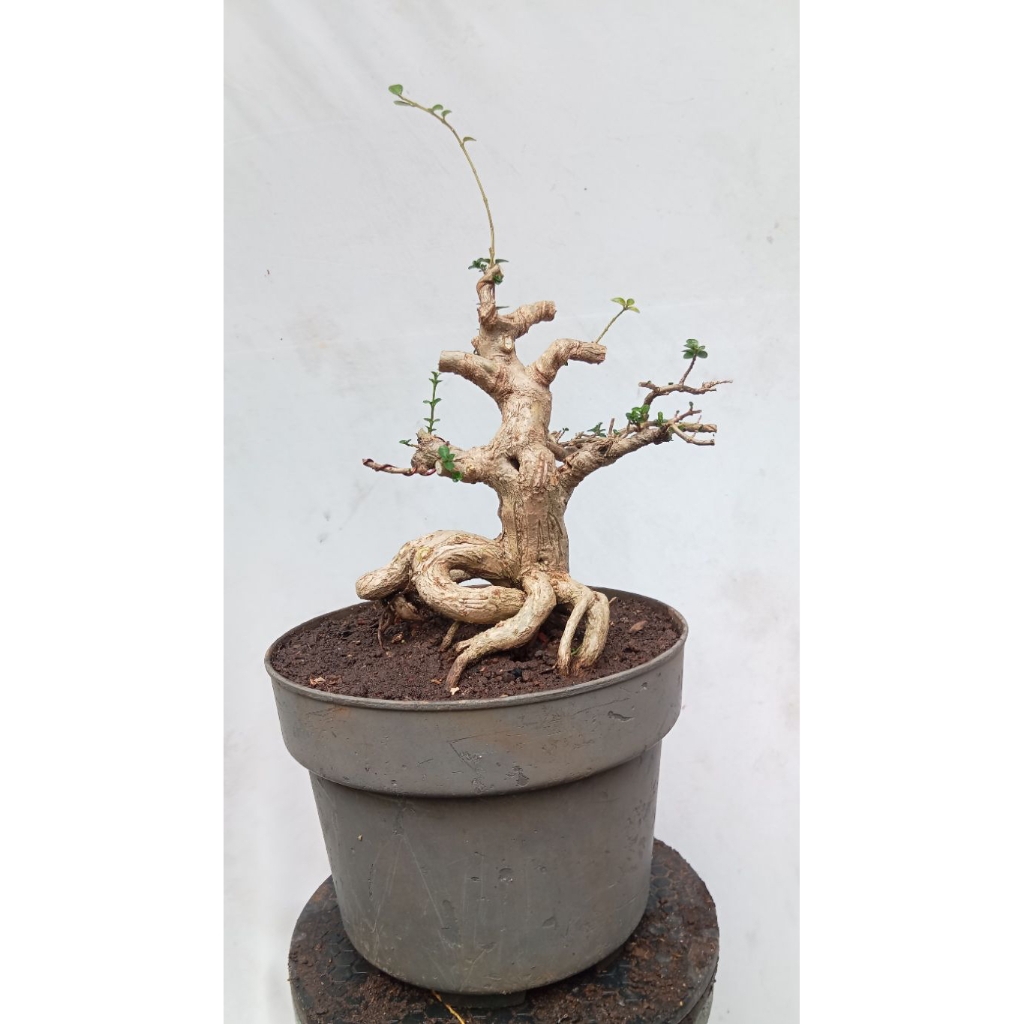 BONSAI POHON SANCANG/PROGRAMAN