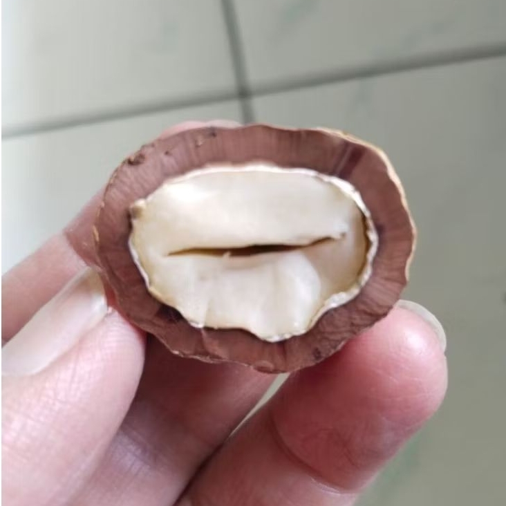 Kemiri Adu Muncang Adu Jayanti Anak Si Pait Pasangan Mewah Size Kecil