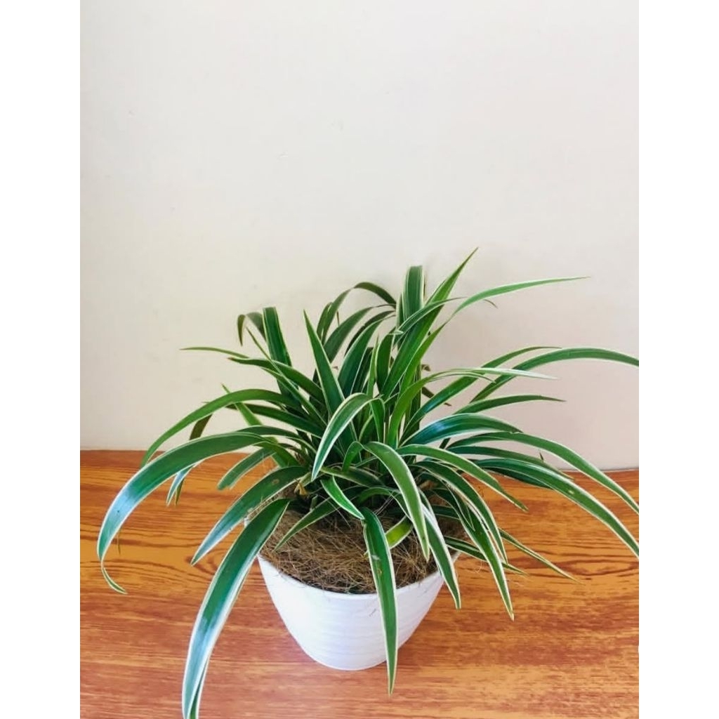 tanaman lili paris plu pot putih siap pajang