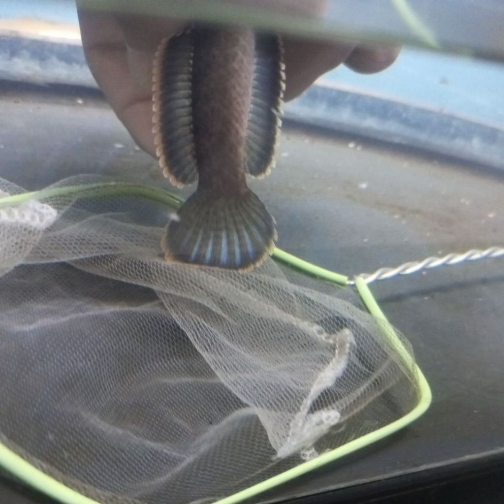 

stiker limbata 10-11cm