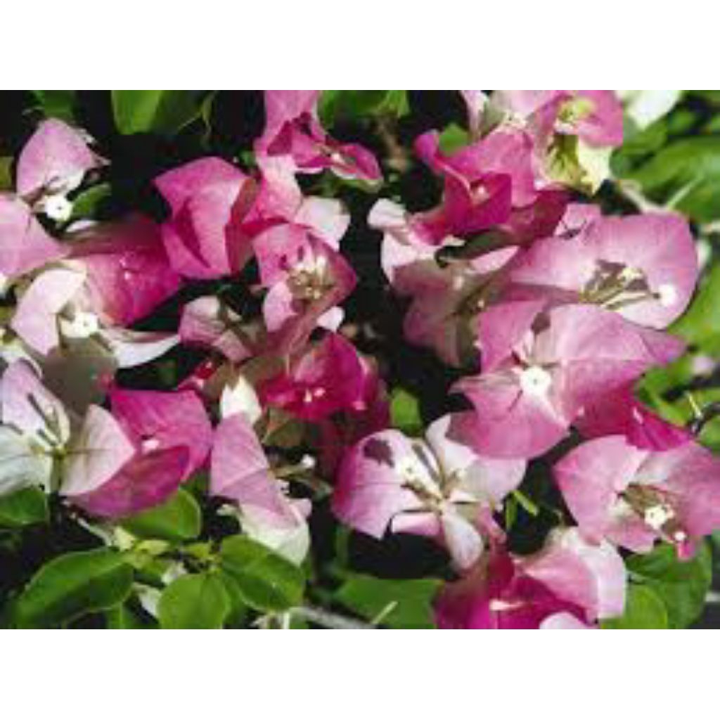 bunga bougenville bambino majik