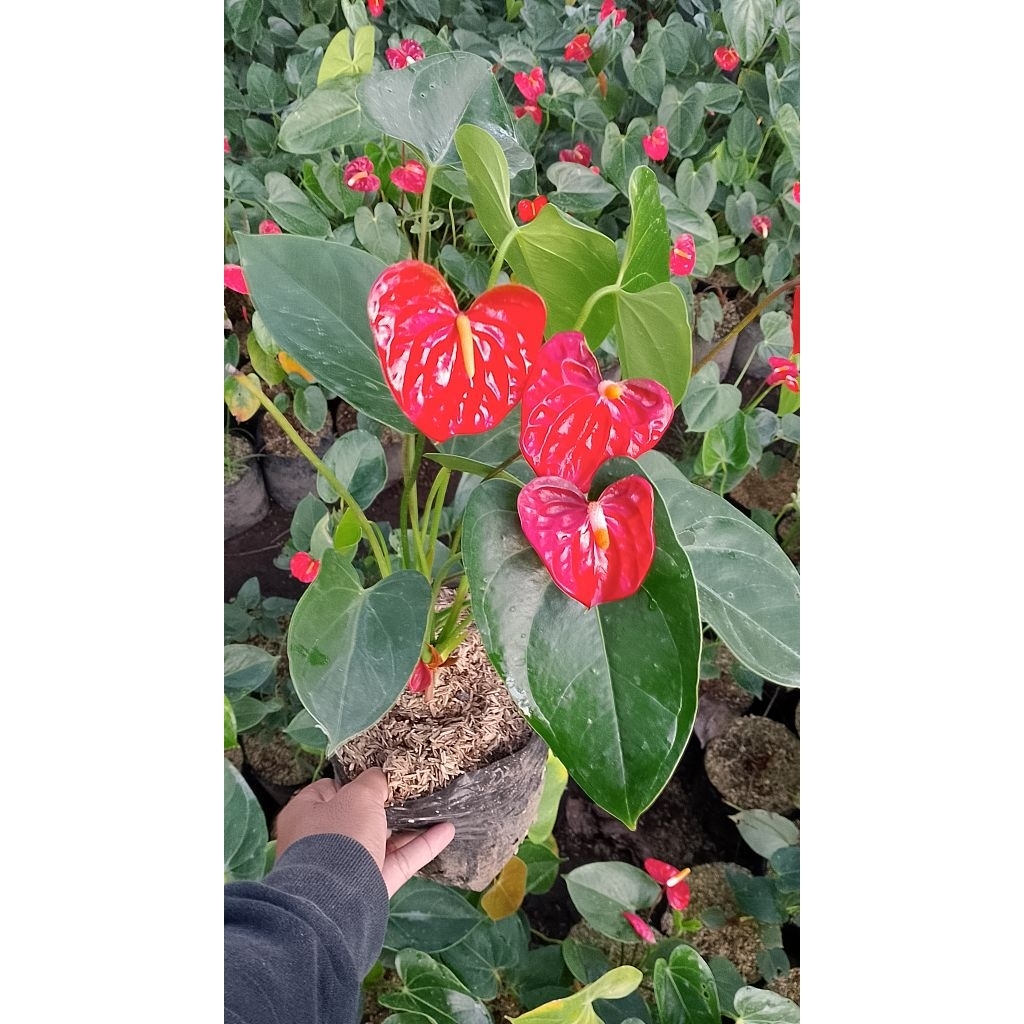 anthurium bunga/anthurium andraeanum