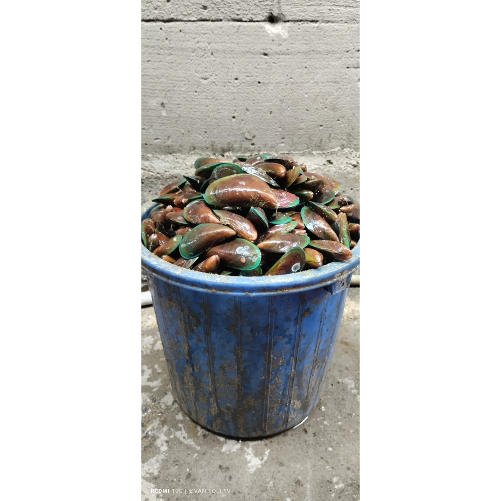 

Kerang Hijau Fresh 1Kg