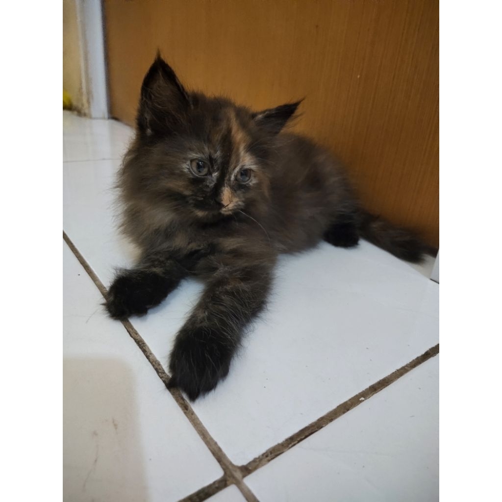 Lepas Adopsi Kucing Persia Kitten warna langka lucu banget