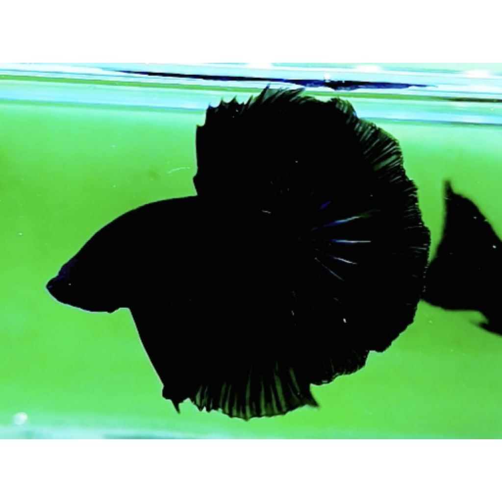 HIASAN AQUARIUM CUPANG HM SUPER BLACK