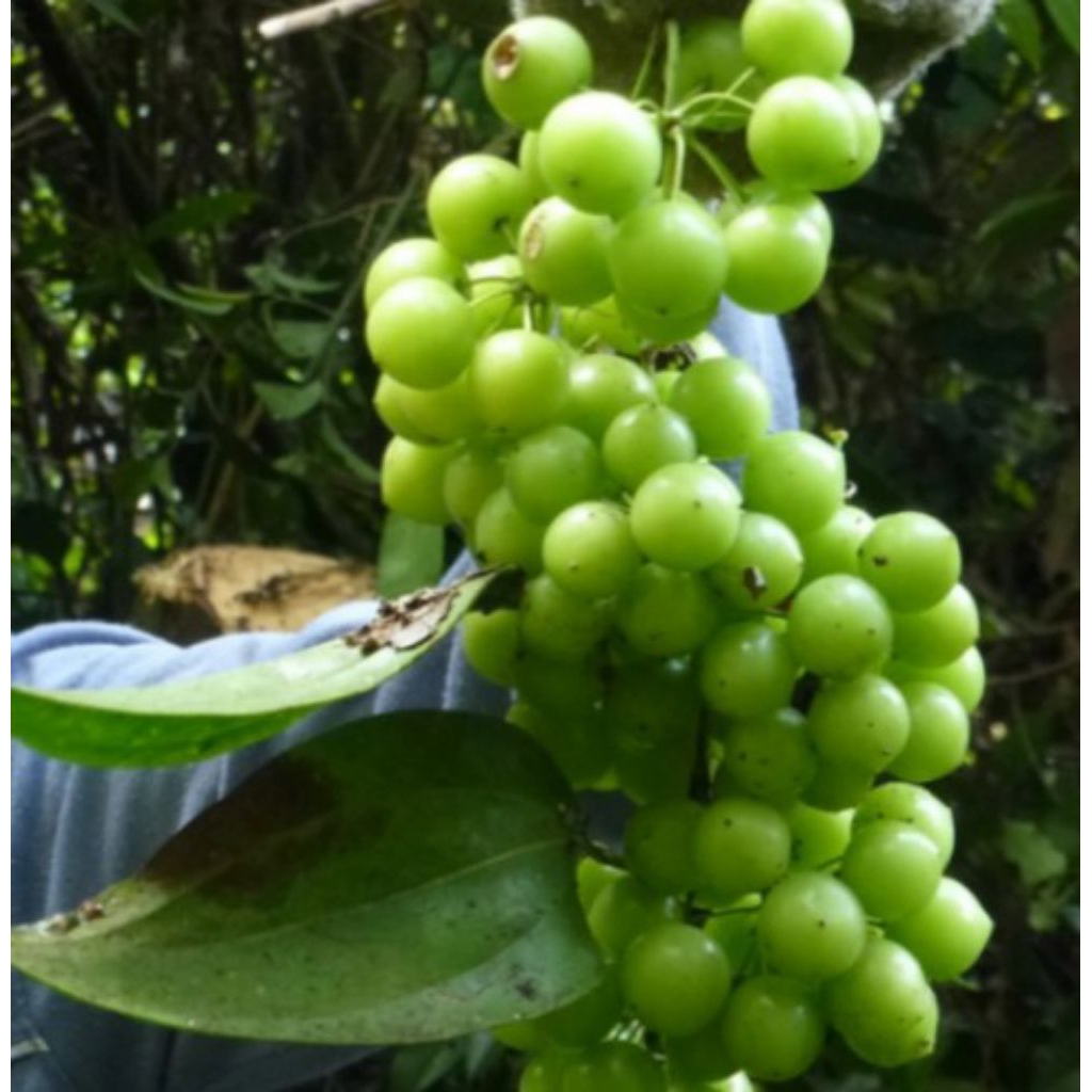 

Buah Canar / Anggur Hutan Segar 1 Kg