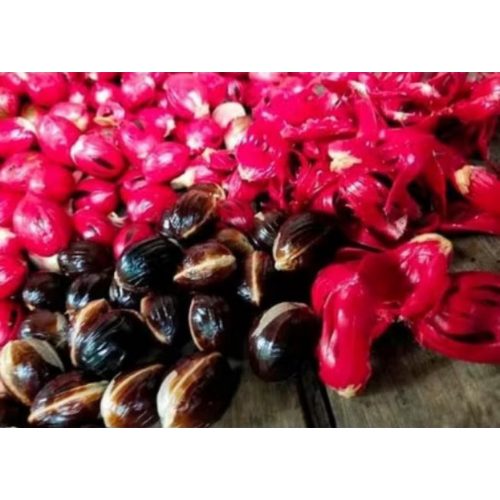 BIJI PALA PULL TUA,BAHAN BIBIT.BIJI PALA PILIHAN BERKUALITAS,/1 BIJI