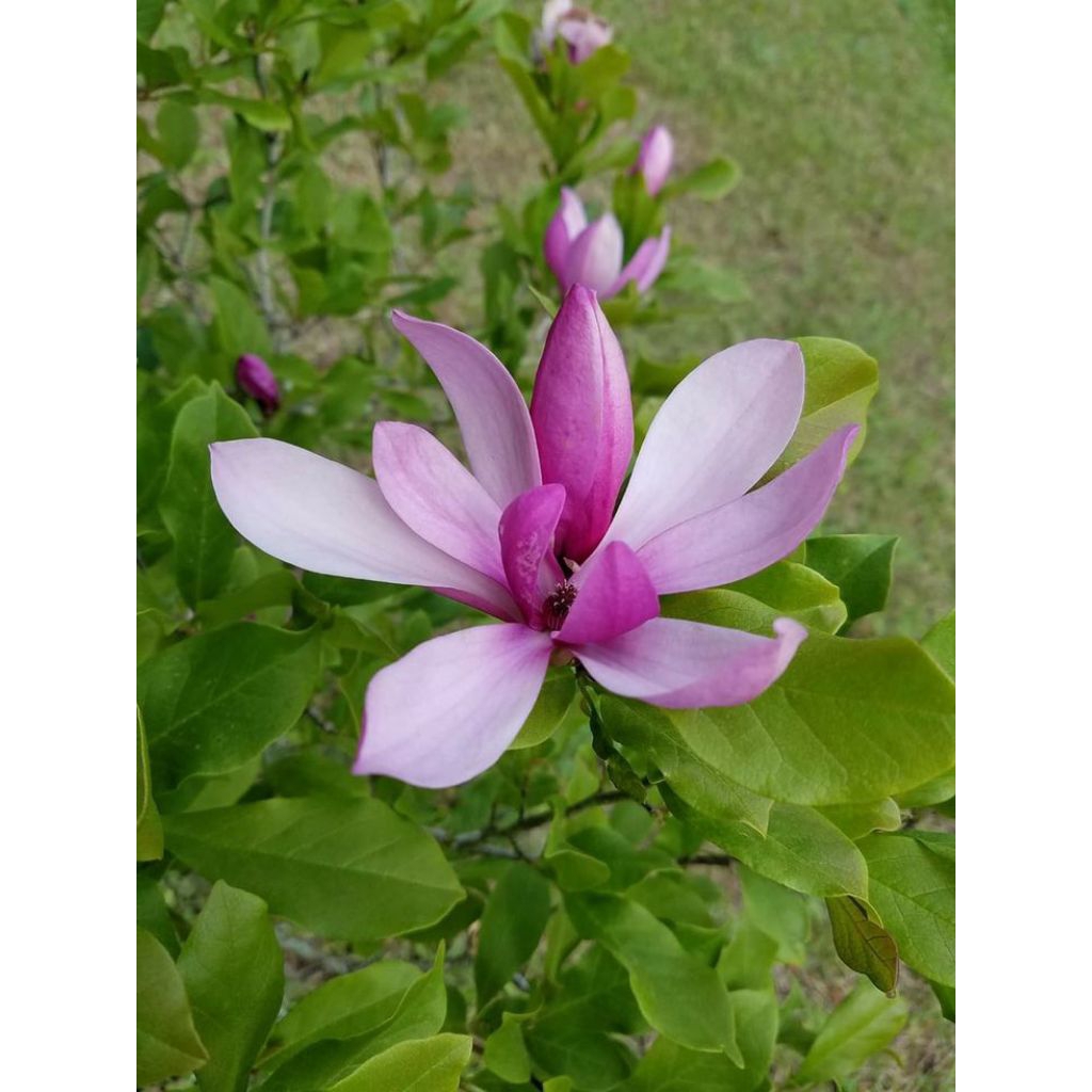 Tanaman Hias Bunga Kantil Cempaka Ungu / Pohon Bunga Kantil Cempaka Ungu