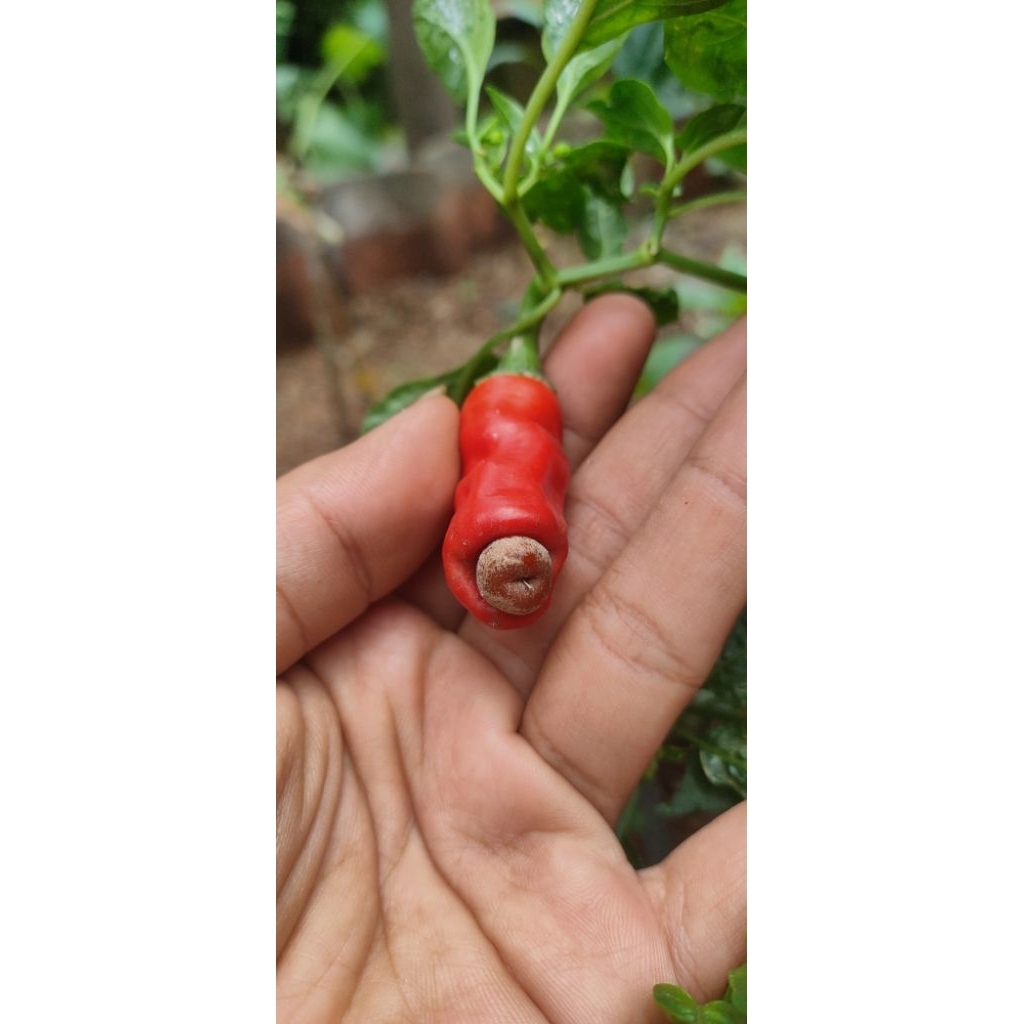 

Buah Cabe Red Peter