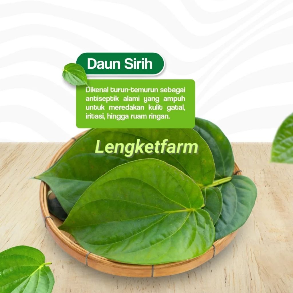

Daun sirih I Daun Suruh I 50 Lembar Fresh