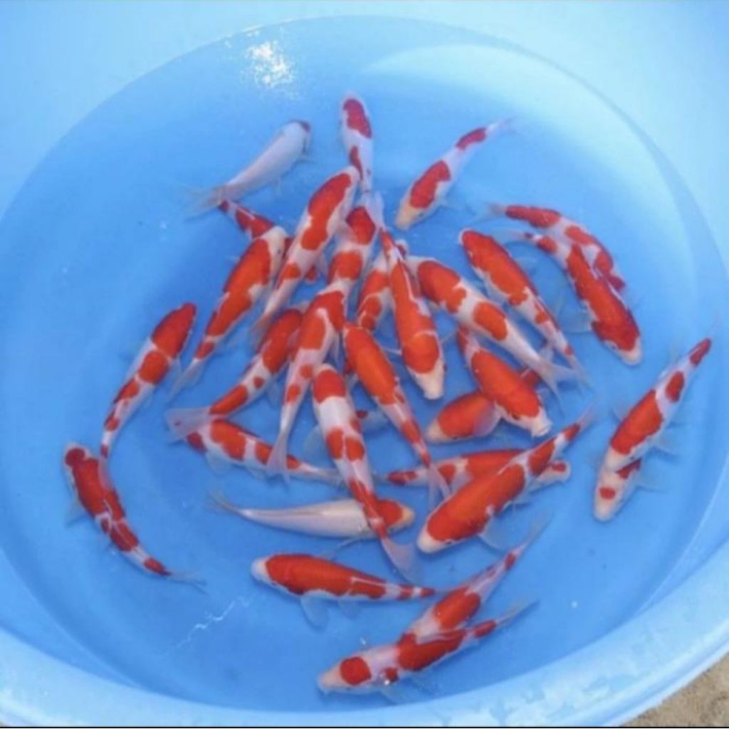Ikan Koi Kohaku Size +/- 13-15 CM - Beli 10 Free 1 Ekor