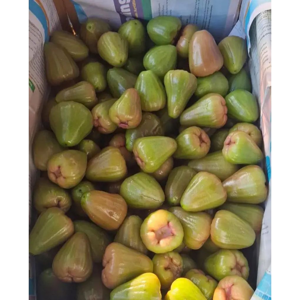 

jambu air hijau netto 1000gr