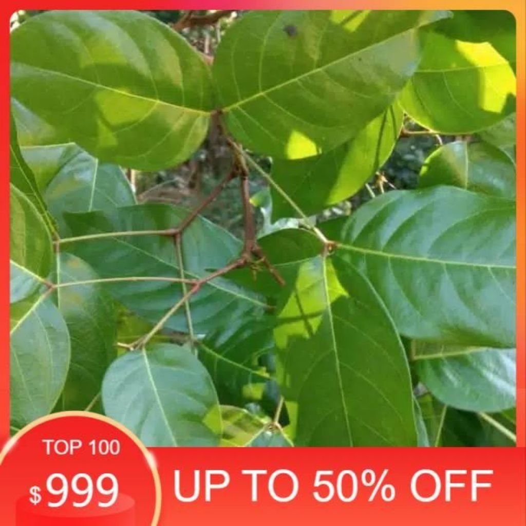 

daun jengkol tua 100lmbar