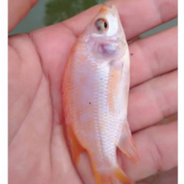 Bibit ikan nila 2 jari sehat berkwalitas nila merah