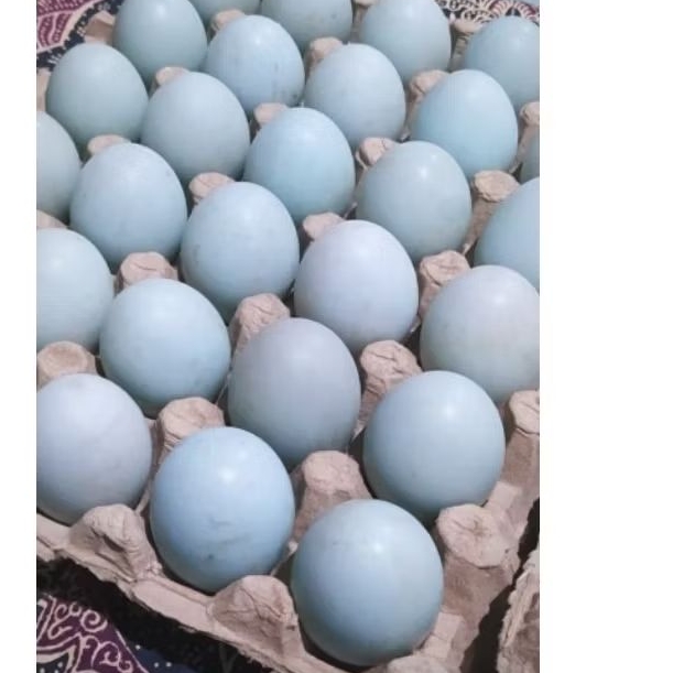 

telur bebek mentah fresh