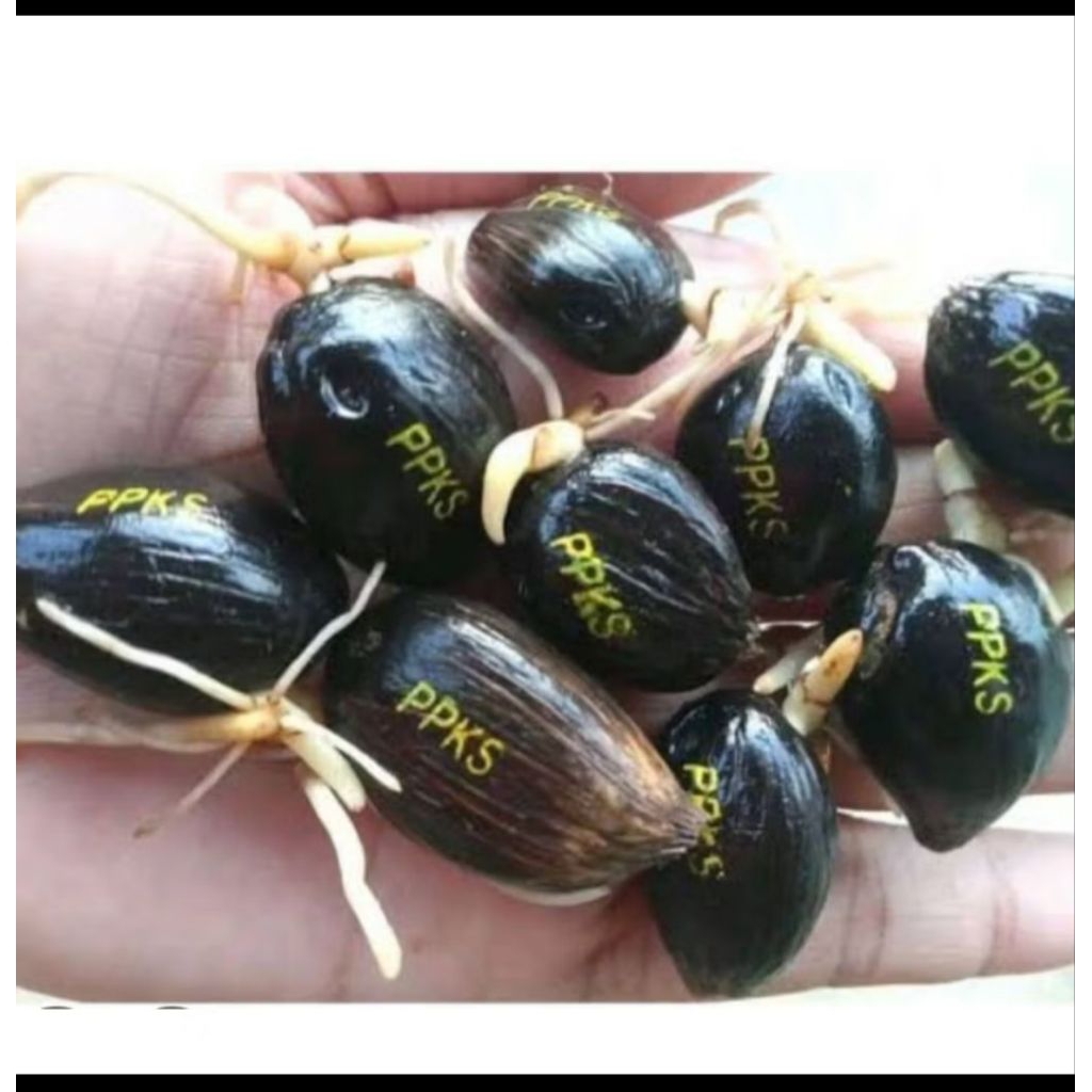 PPKS DUMPY DXP = Bibit Kecambah Sawit UngguL,OriginaL & Bersertifikat Resmi