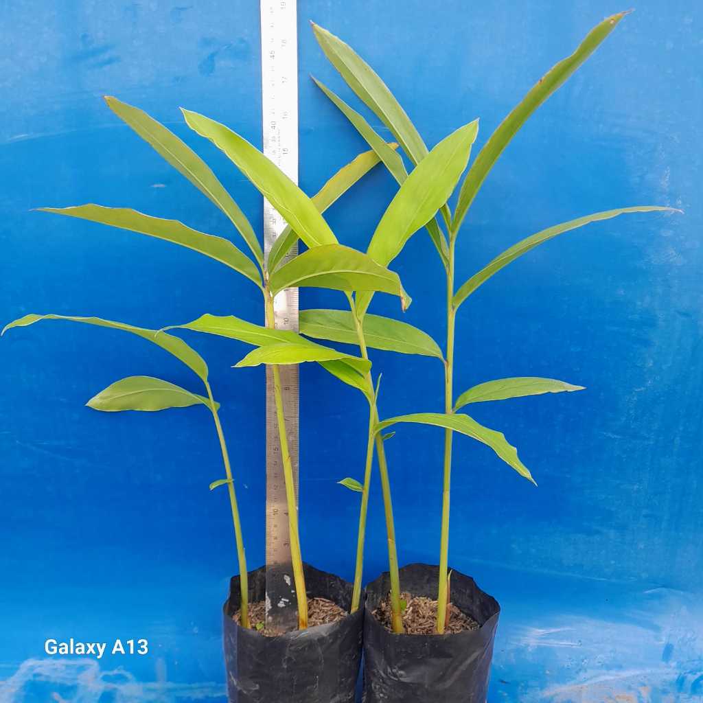 Tanaman Lengkuas Merah