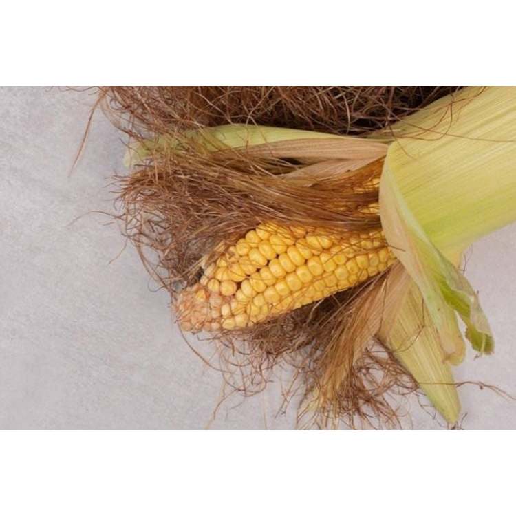 

Obat Herbal Rambut Jagung – Solusi Alami untuk Kesehatan Rambut - Obat Alami