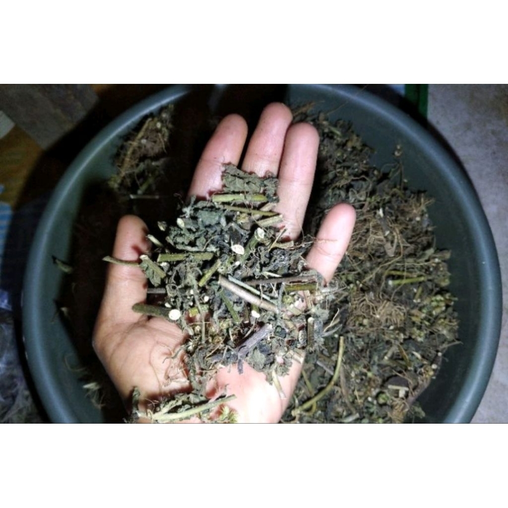 

0200gr daun bandotan segar daun babadotan jamu herbal daun badotan