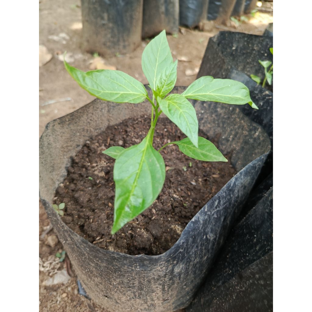 bibit cabe unggul cabe ORI 212