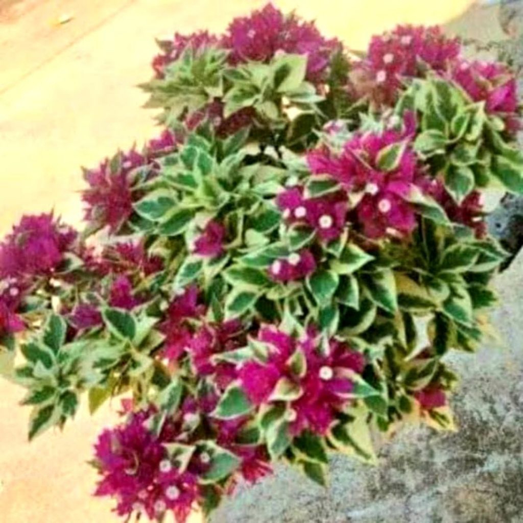 tanaman hias bougenville Singapore fariegata merah