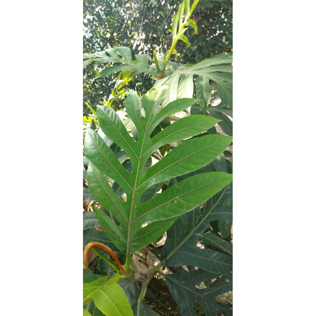 

Daun Sukun Artocarpus Altilis Segar Alami Organik